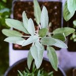 Plante