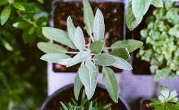 Plante