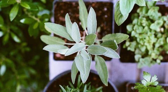Plante