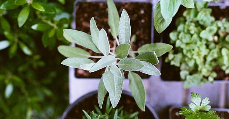 Plante